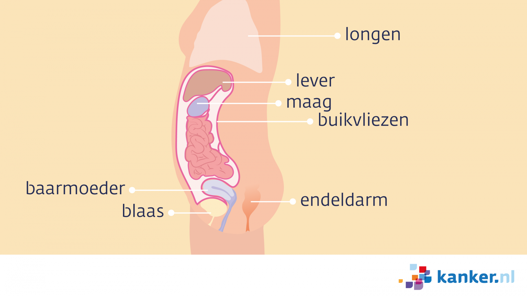 De buikholte en het buikvlies - Kanker.nl